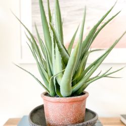 Aloe Vera