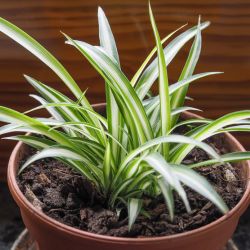 Chlorophytum