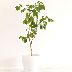 Plantes pour salle de bain sans fenêtre - Jardinet - Équipez votre