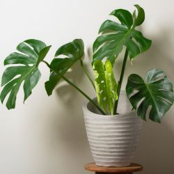 Monstera