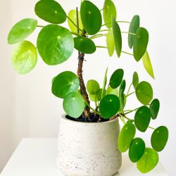 Pilea Peperémioide